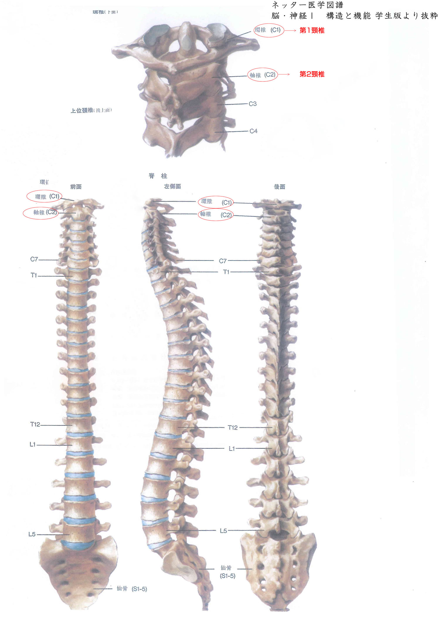 上位頸椎・脊椎写真